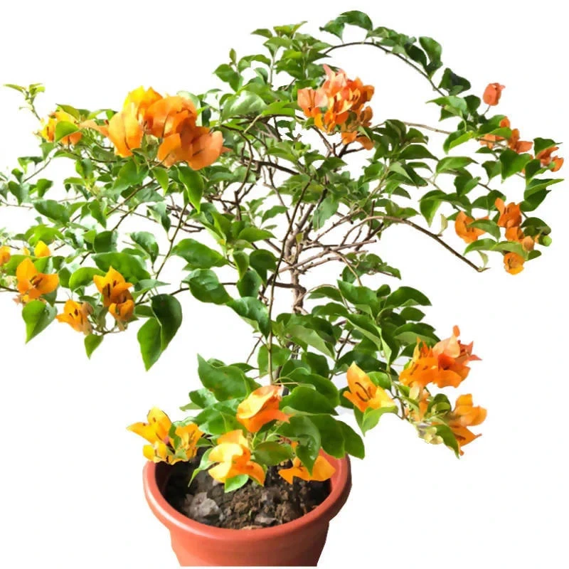 Rooted Bougainvillea Plants - Set of 2 California Gold Flowering Vines, Bougainvillea spp., Golden Yellow Bracts, Bare Root