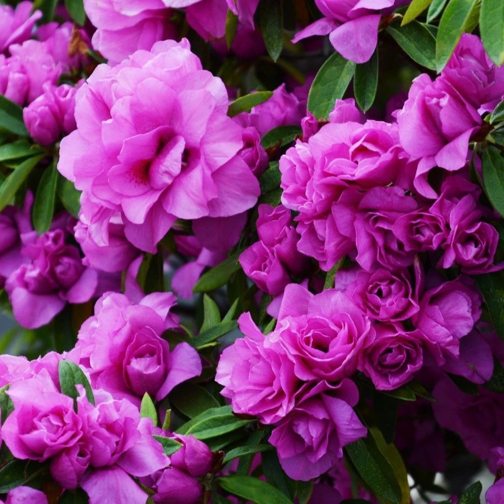 Live Small Rooted Amelia Rose Azalea Starter Plant, Deciduous Flowering Shrub, Rhododendron for Garden or Container Planting