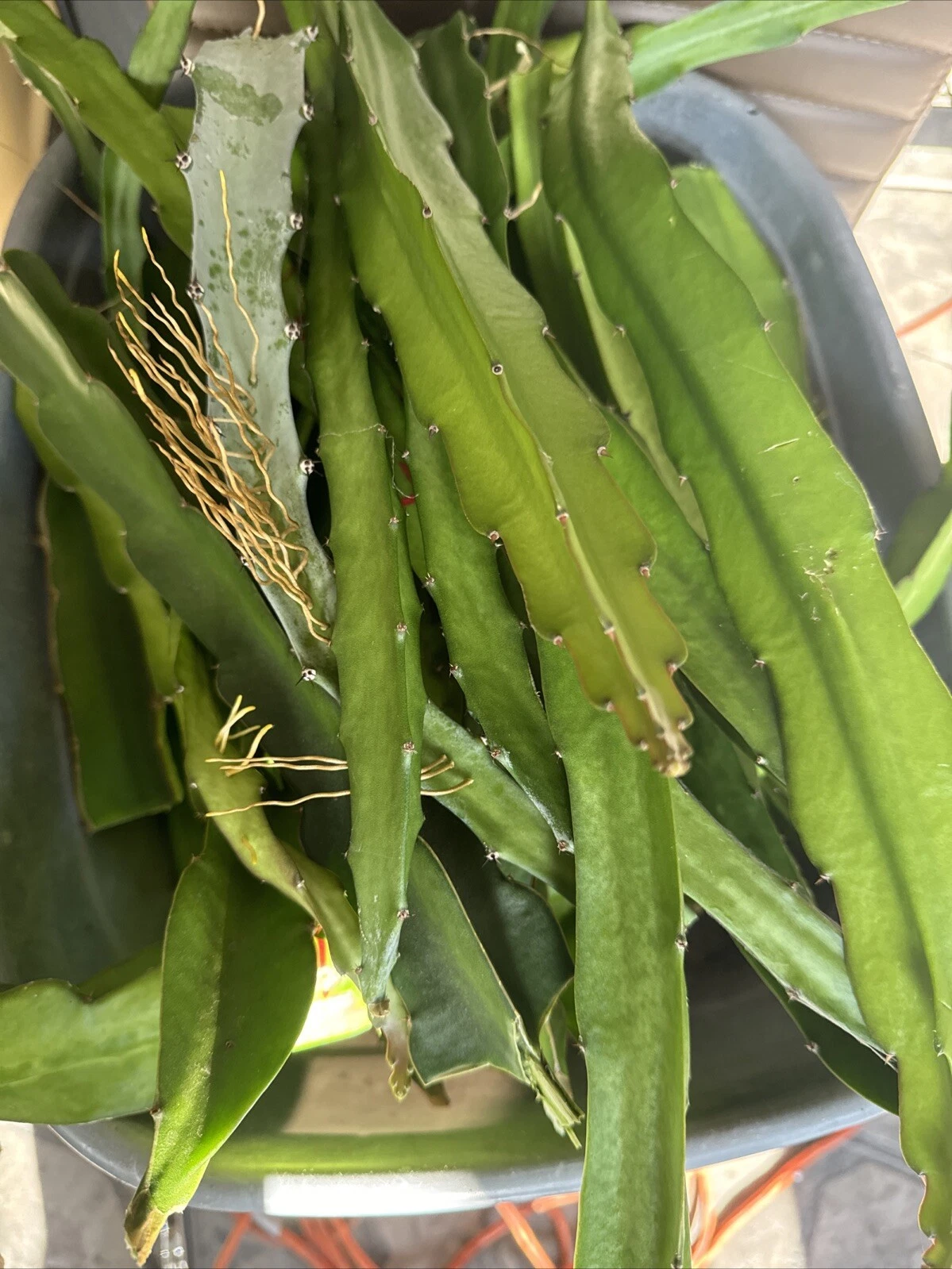 Dragon Fruit Cuttings 26–36 Inch Unrooted Pitaya Cactus for Propagation - Selenicereus (Tropical Fruit Plant)