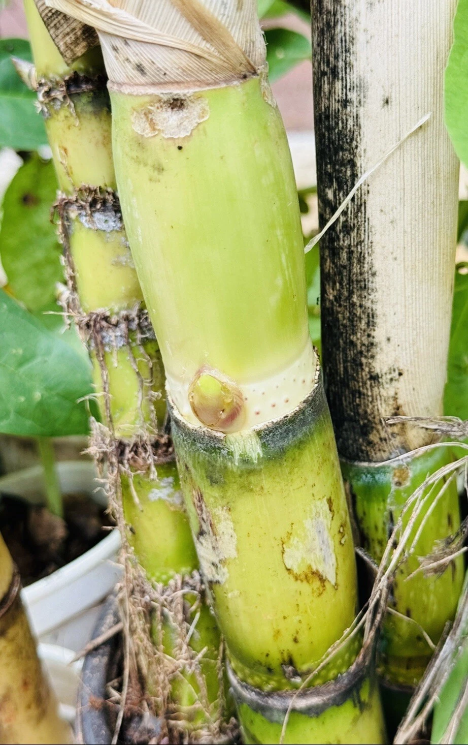 Green Sugarcane Live Cuttings Set of 6, Tropical Grass for Gardens or Containers, Saccharum officinarum