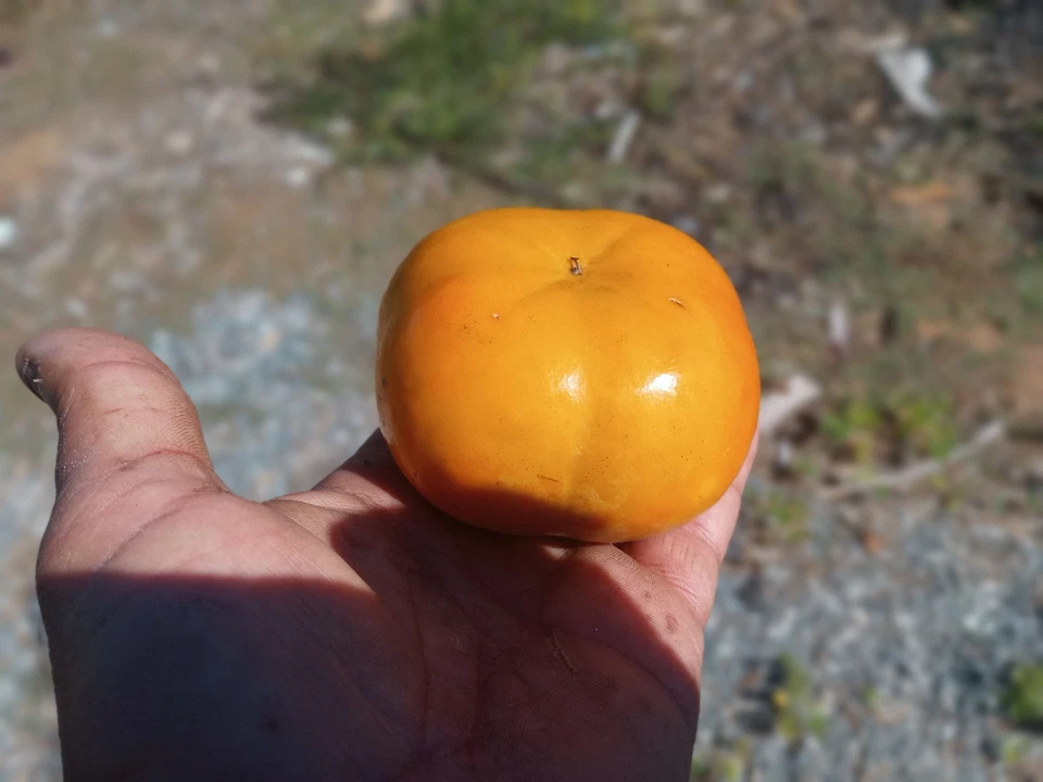 Fuyu Persimmon Tree Cuttings 8 Inch Unrooted Diospyros Kaki for Grafting – 10 Fresh Cuttings for Fruit Tree Propagation