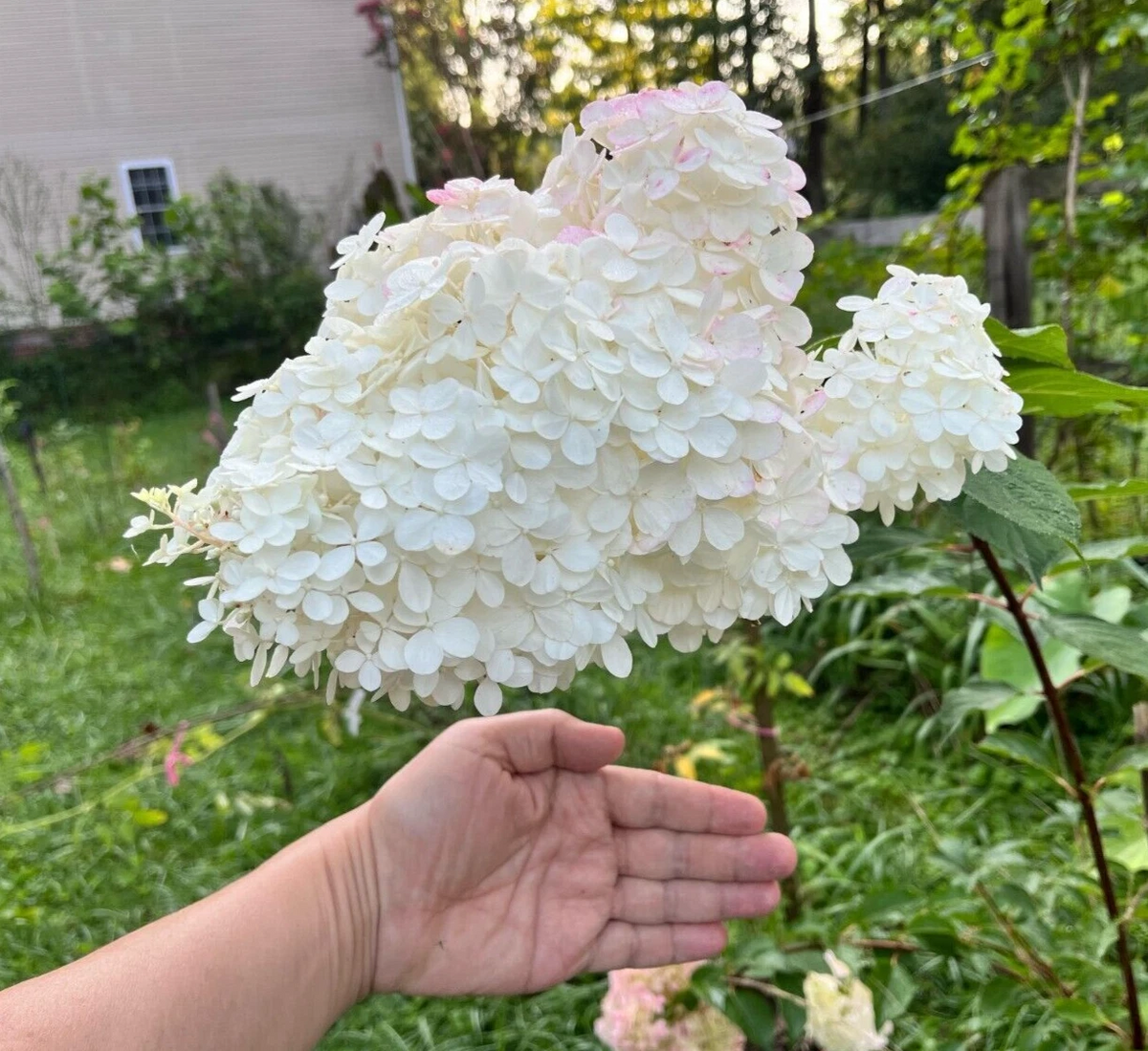 Unrooted Hydrangea Cuttings - 18 Bulk Set Vanilla Strawberry - Hydrangea paniculata ‘Vanilla Strawberry’ for Propagation