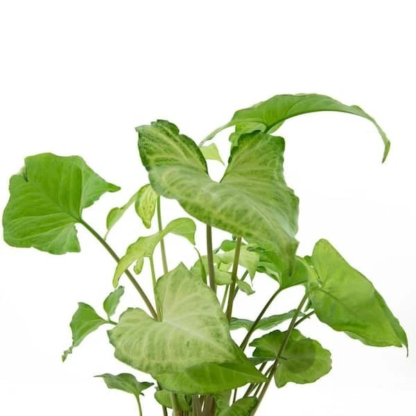 Live Arrowhead Plant Variety Pack - 2 Rooted Syngonium Houseplants - Indoor Foliage Plants (Syngonium podophyllum)