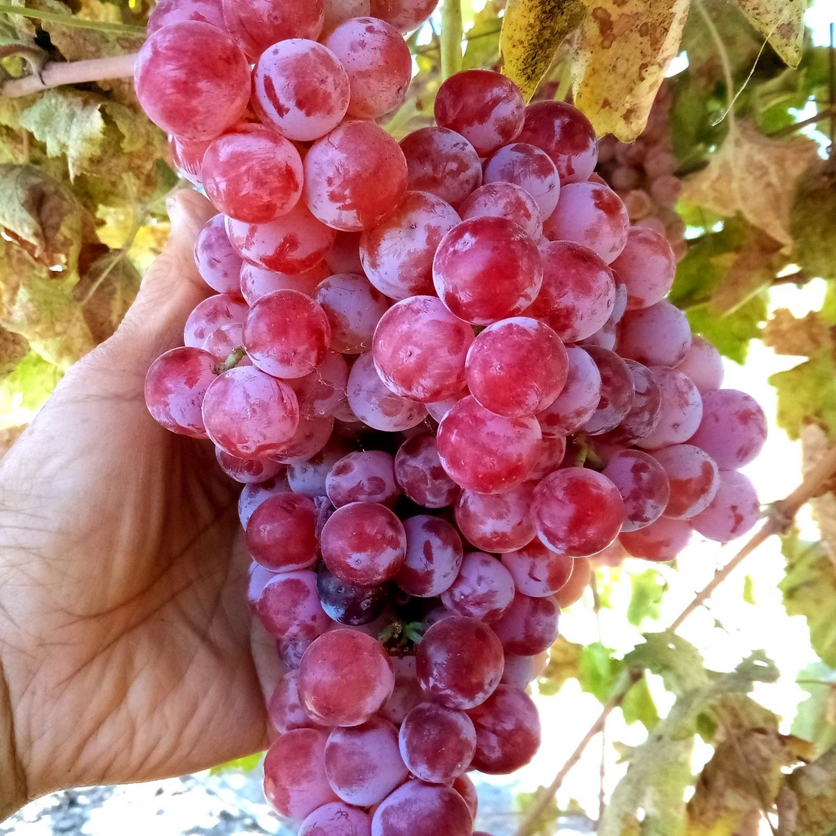 Globe Seedless Grape Vine Cuttings - 10 Thin Vitis vinifera Cuttings for Propagation - Climbing Fruit Vine, Green Foliage