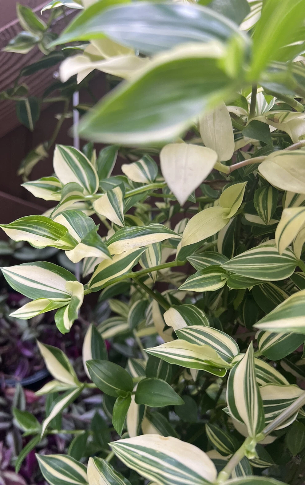 Cream Wandering Jew Cuttings – 5 Unrooted Tradescantia Fluminensis 'Variegata' – Green and White Houseplant Cuttings