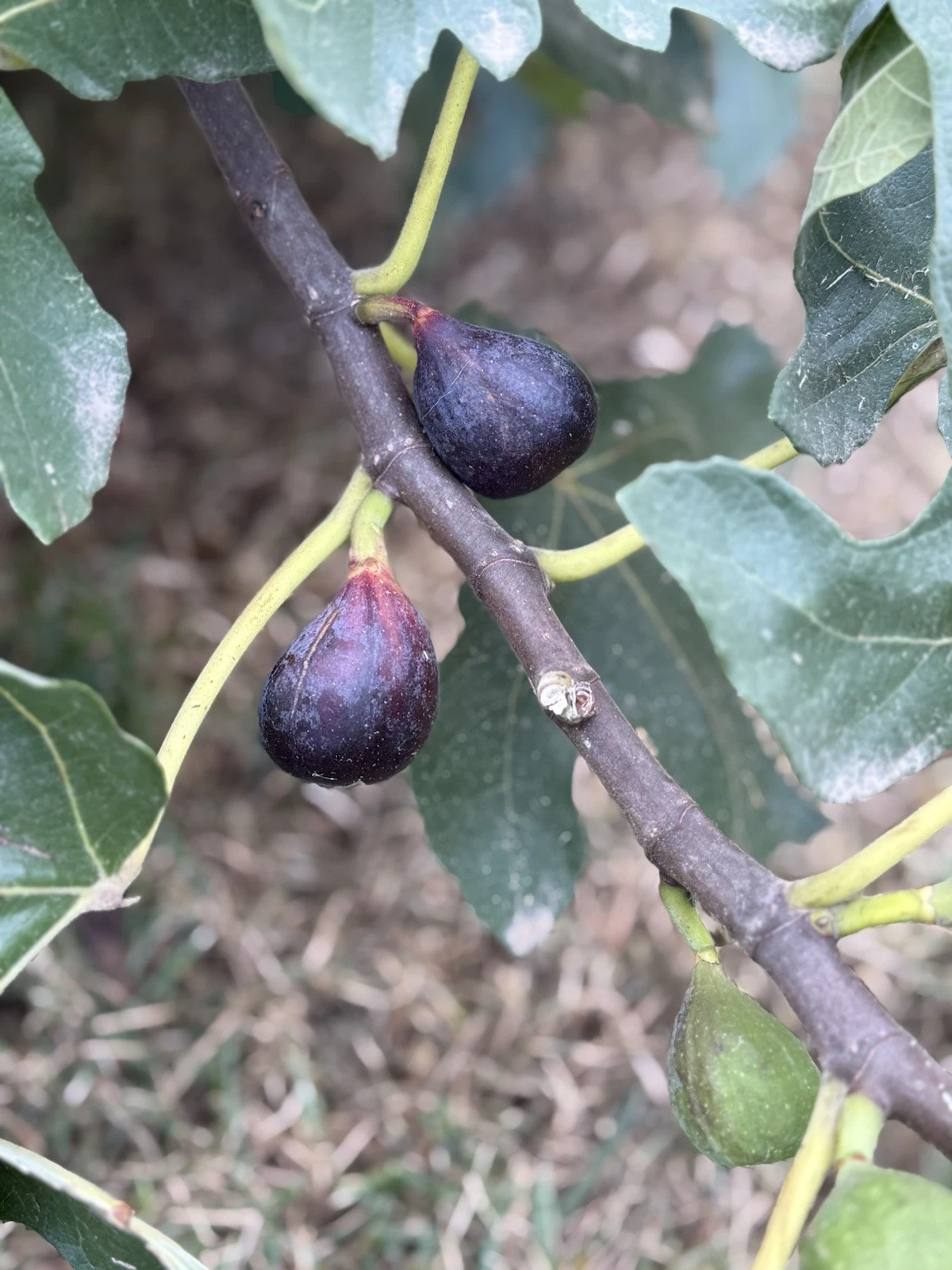 Live Unrooted LSU Purple Fig Cutting - Ficus Carica Variety for Home Garden Propagation - Purple Fruit Plant Cutting