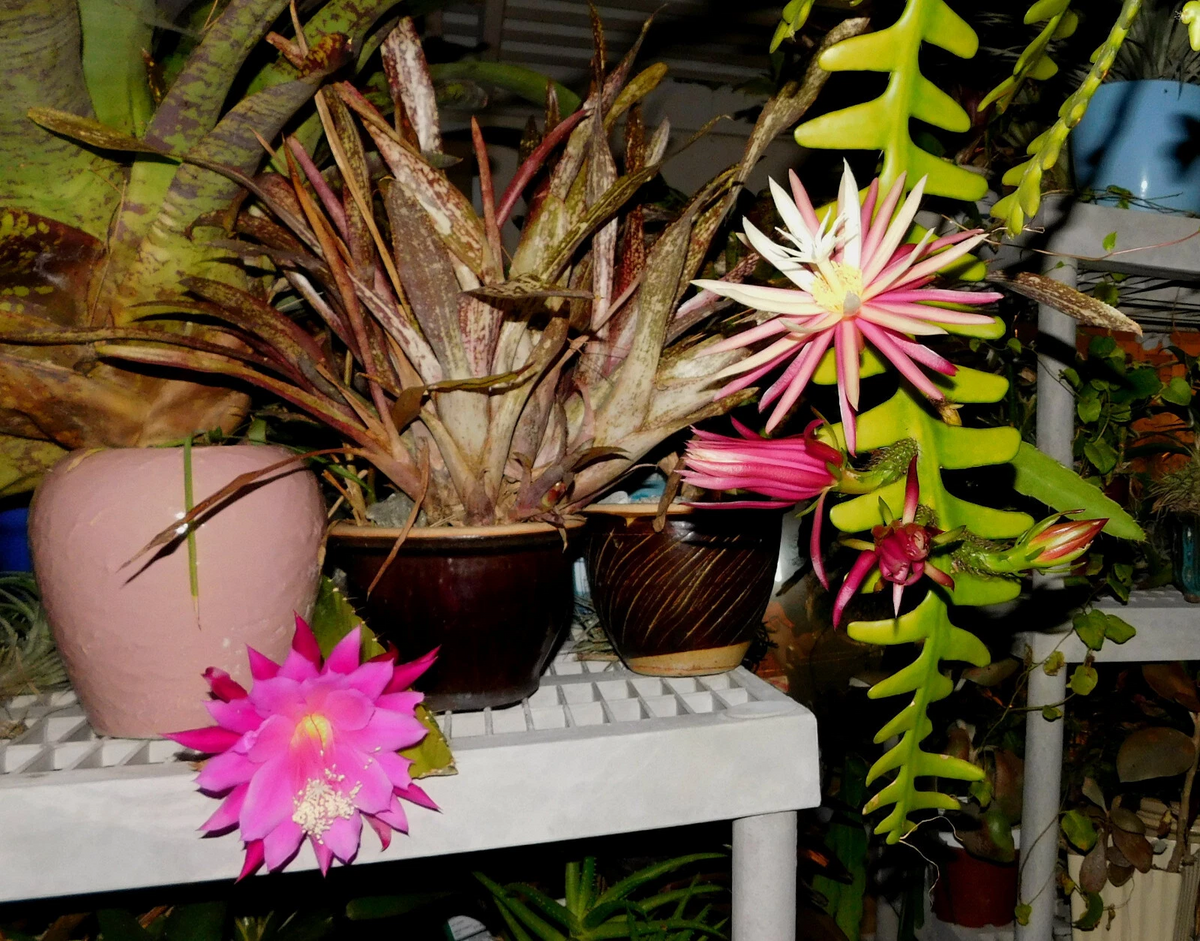 Zig Zag Cactus Cuttings - 2 Large Unrooted Fishbone Cactus Segments - Cryptocereus anthonyanus - Unique Epiphytic Plant