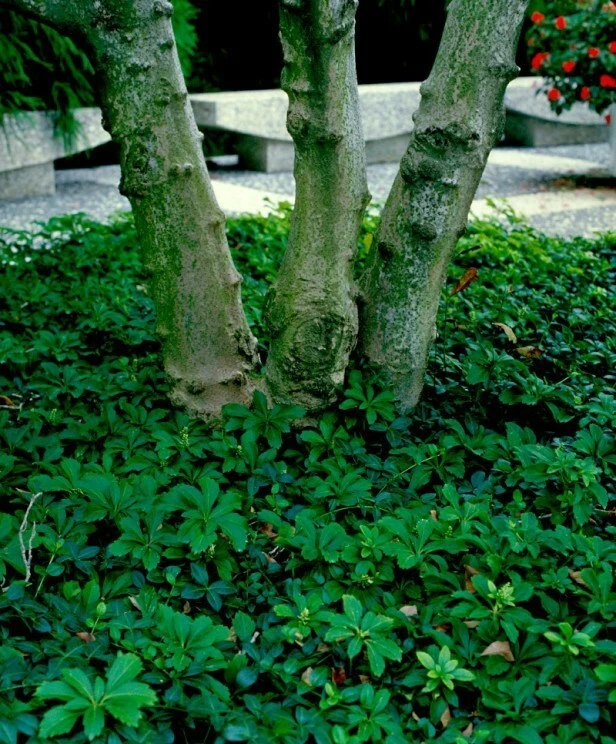 Rooted Cuttings Allegheny Spurge 5-Pack Pachysandra procumbens Native Ground Cover Plants for Shade Gardens