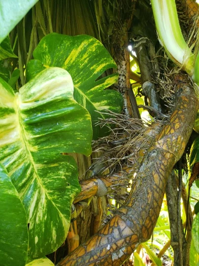 Golden Queen Hawaiian Pothos Node Cutting - Live Aerial Root Segment for Propagation - Epipremnum aureum