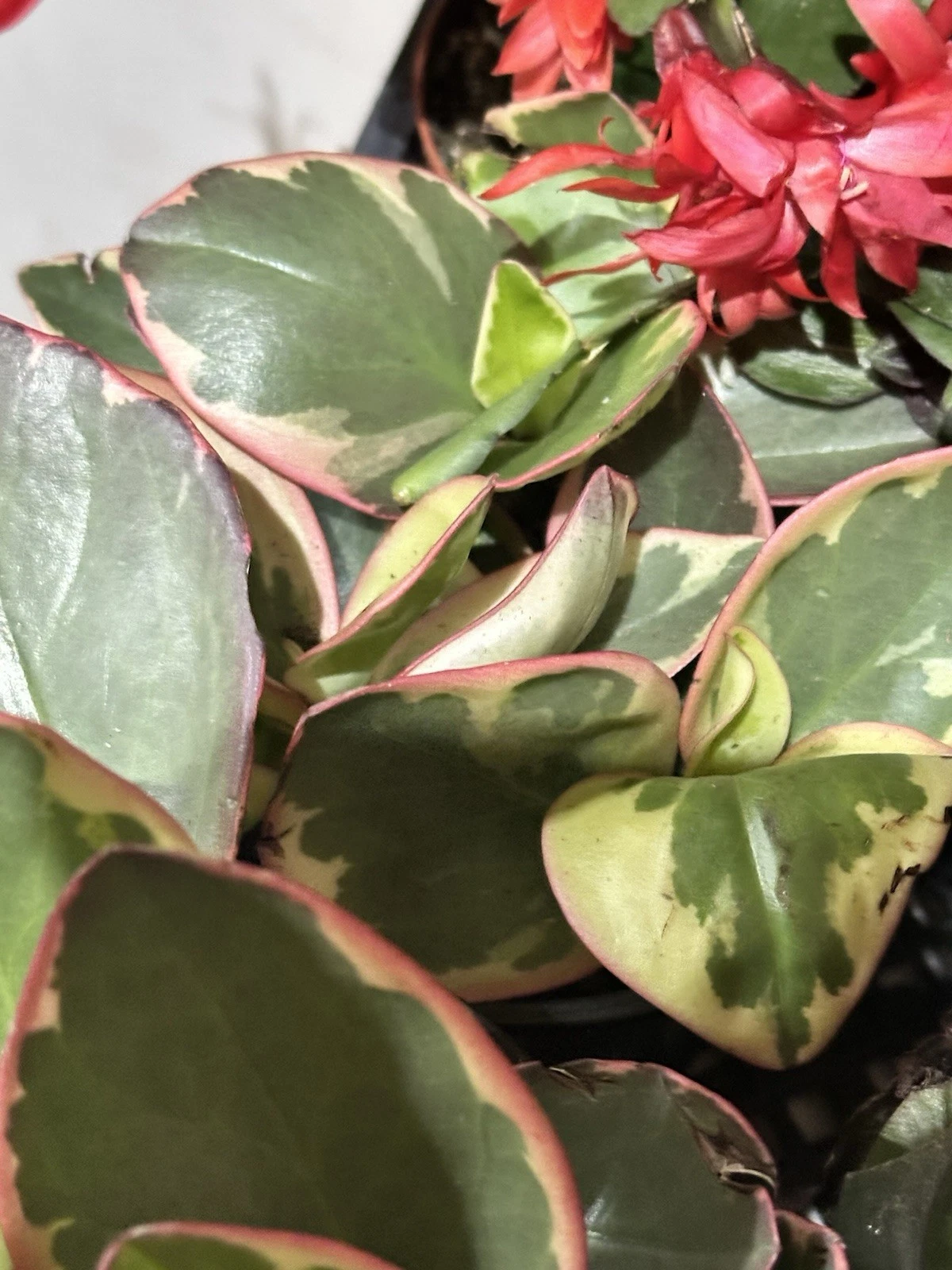 Live Peperomia Clusiifolia 'Tricolor' Plant 3-5 Inch - Red Variegated Leaves - Indoor Houseplant - Succulent Style