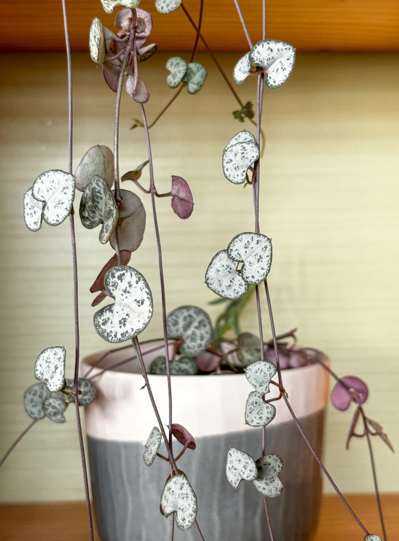 String of Hearts Cuttings - 3 Unrooted Strands Ceropegia woodii Trailing Houseplant for Propagation