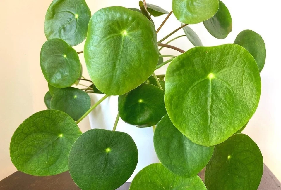 Pilea Peperomioides Live Plant, 4–7 Inch Chinese Money Plant, Bare Root Indoor Houseplant, Pilea peperomioides