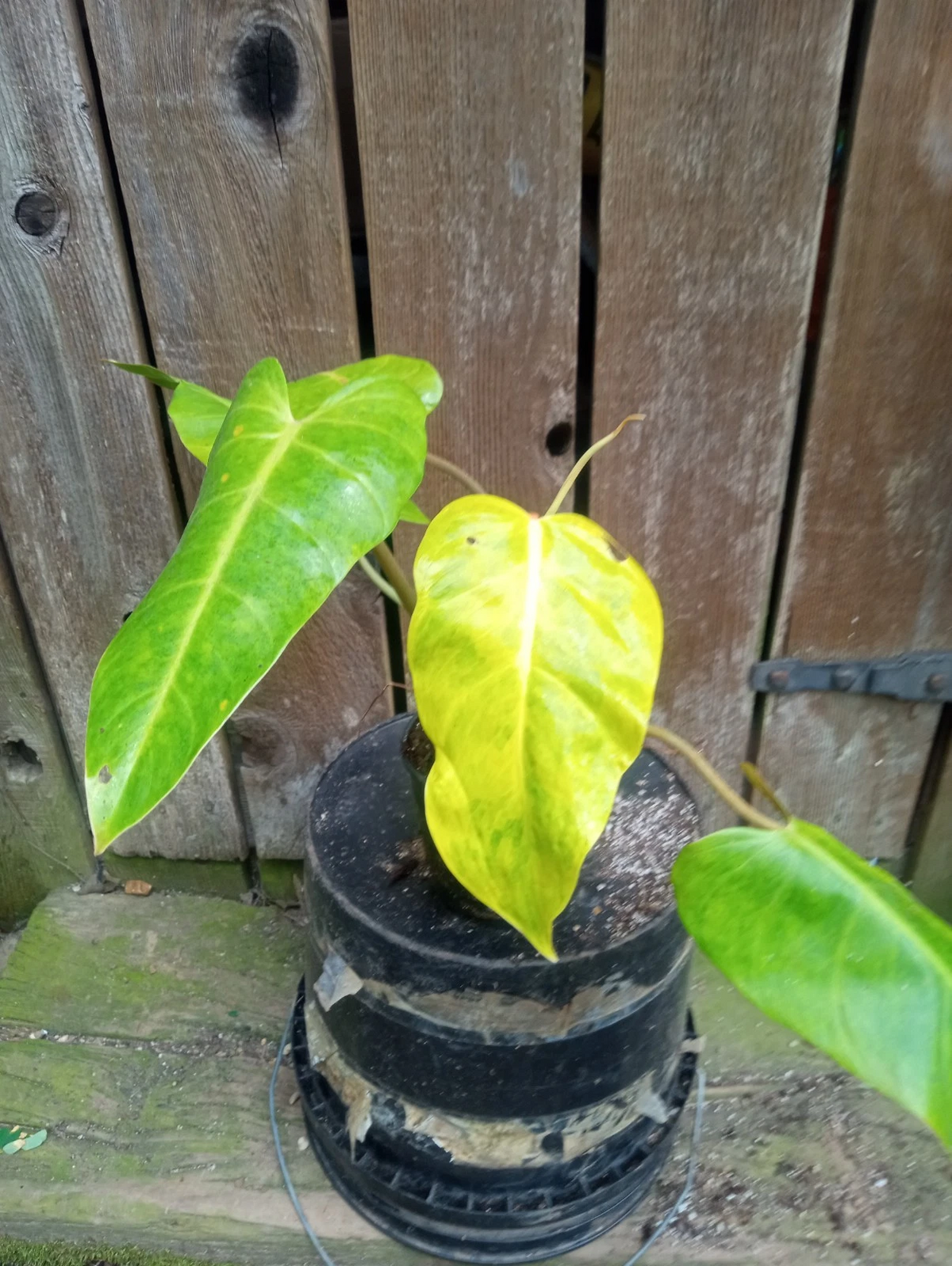 Philodendron Calkins Gold Live Plant in 5 Inch Pot - Variegated Yellow and Green Foliage, Fully Rooted Houseplant