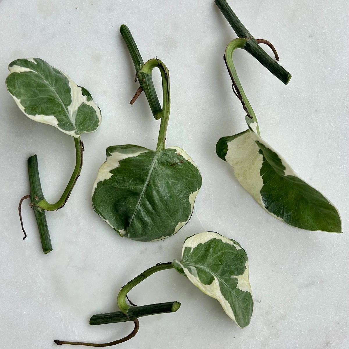 Pothos Cuttings Set of 5 | Variegated Pearls and Jade Plant | Epipremnum aureum | Indoor Houseplant for Propagation
