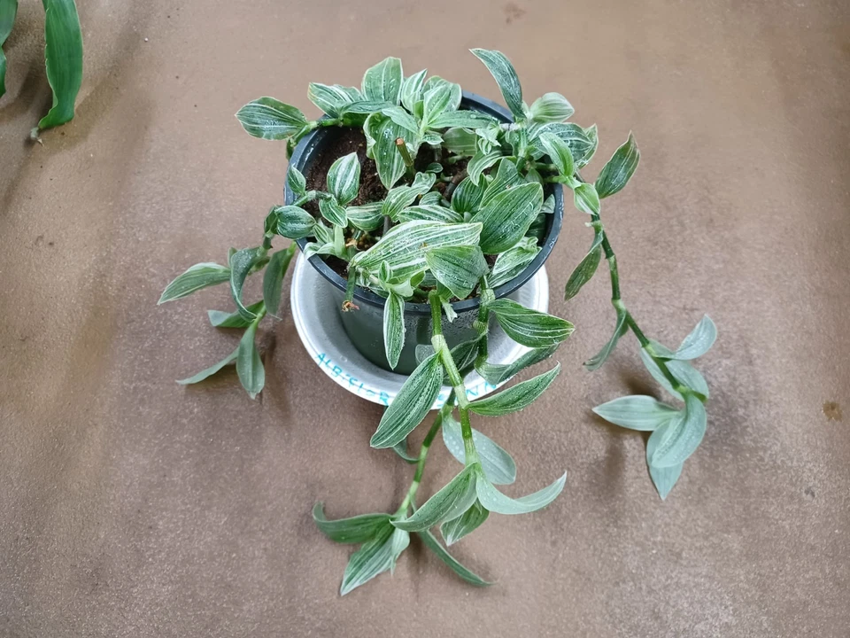 Tradescantia Albovittata Sanna Cuttings - Variegated Indoor Trailing Houseplant Starter - Continental Group
