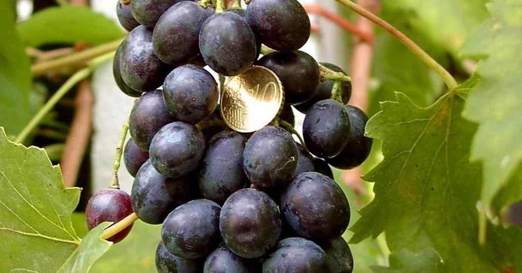 Muscat Bleu Grape Vine Cuttings – 5 Unrooted Vitis Vinifera Cuttings for Grafting or Rooting, Cold Hardy Grape Variety