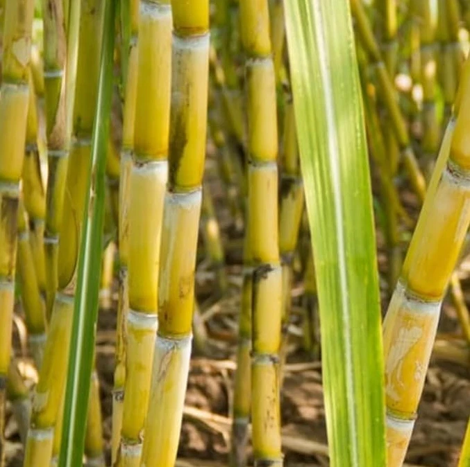Yellow Sugarcane Plant Cuttings Set of 20, 18 Inch Long with 3-4 Nodes, Saccharum officinarum for Planting and Propagation