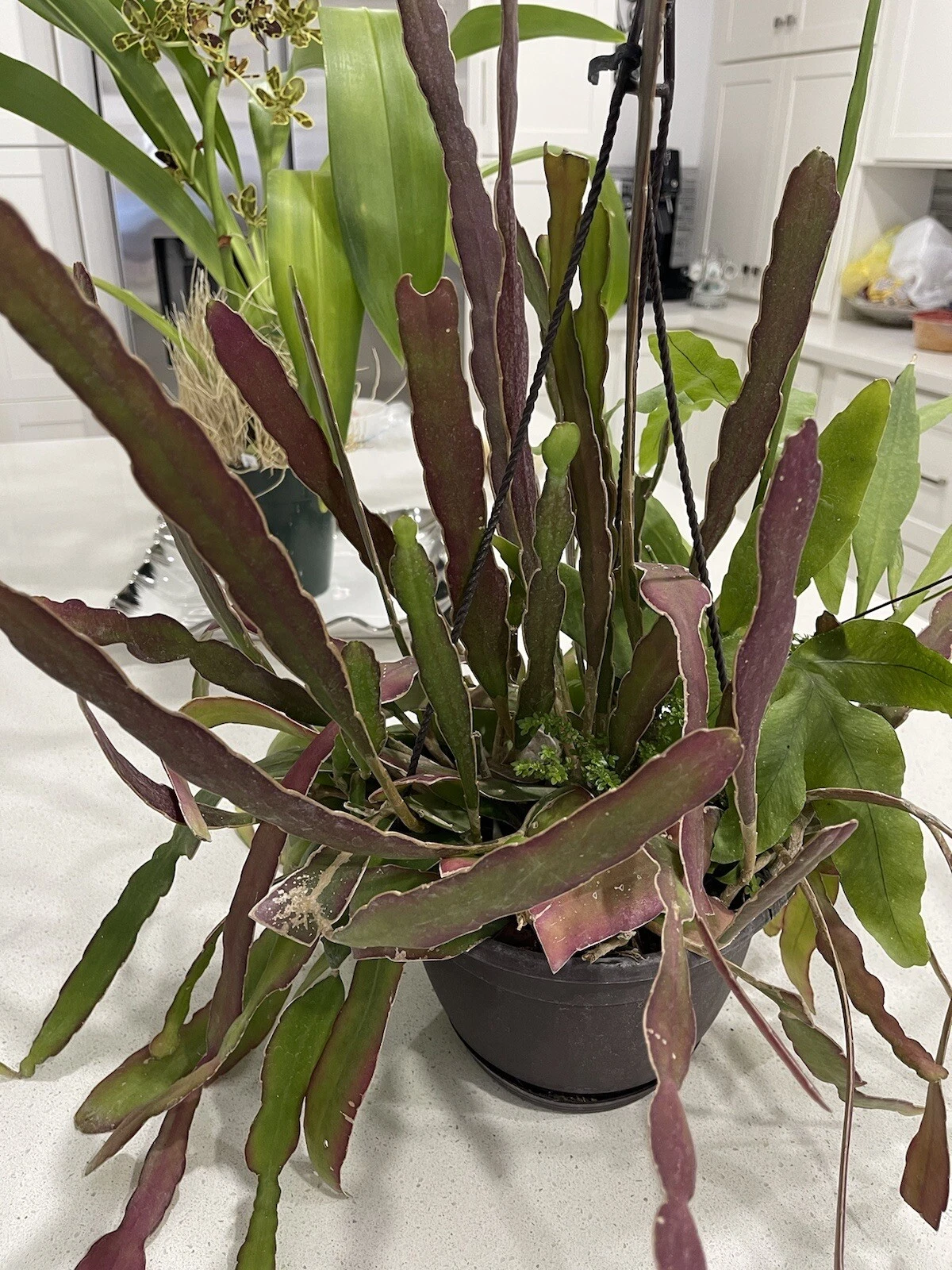 Epiphyllum Hookeri Cuttings Set of 4 + Night Blooming Cereus Cutting, Unrooted Orchid Cactus 6–8 Inch, Epiphyllum Oxypetalum