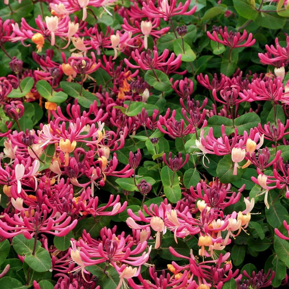 Peaches and Cream Honeysuckle Starter Plant - Lonicera periclymenum Variegated Climbing Vine for Gardens