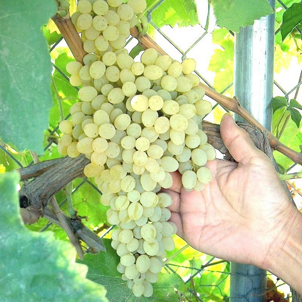 Thompson Seedless Grape Vine Cuttings - 4 Unrooted Vitis Vinifera for Green Table Grapes & Raisins - Home Garden Propagation