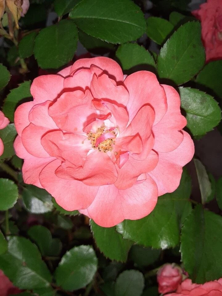 Coral Floribunda Rose Cuttings - 4 Unrooted Cuttings for Propagation - Rosa (Floribunda Group) - Ornamental Shrub Rose