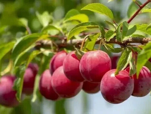 Plum Tree Cuttings - 13 Unrooted Cuttings for Rooting & Grafting - Prunus spp. - Ideal for Home Garden & Orchard
