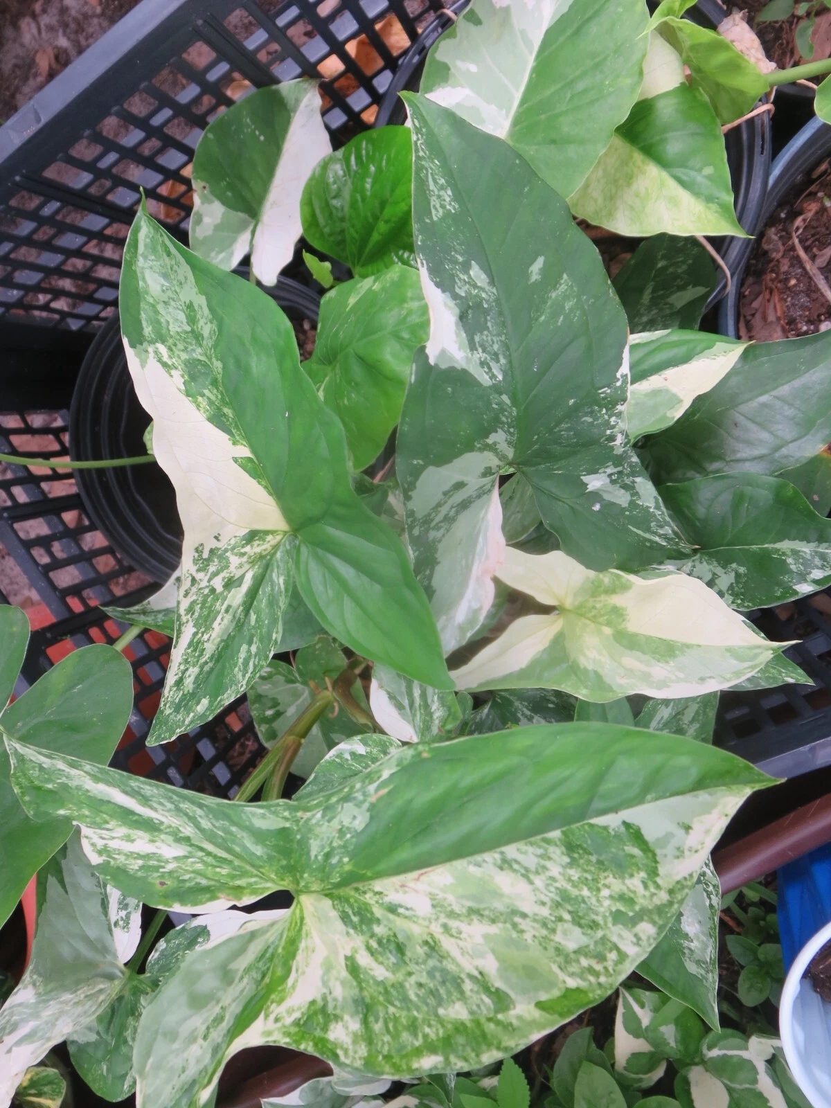 Variegated Syngonium Albo Cuttings Set of 2 - Unrooted Syngonium podophyllum ‘Albo Variegatum’ Indoor Houseplant Cuttings