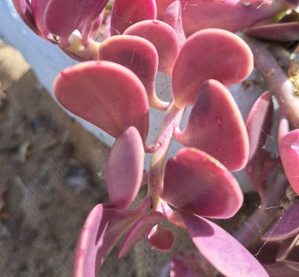 Trailing Jade Succulent Cuttings - 3 Live Senecio jacobsenii for Propagation, Creeping Jade Plant Cuttings