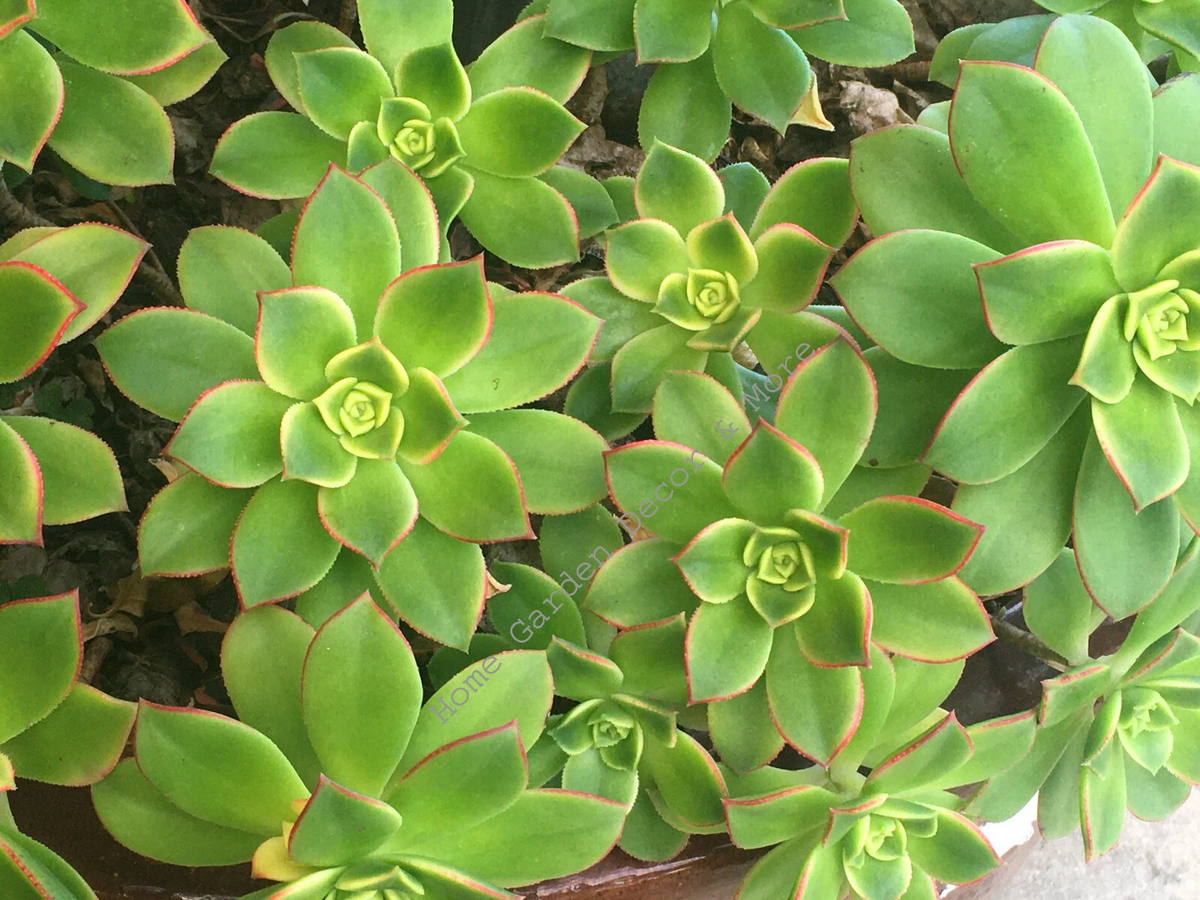 Aeonium Haworthii 'Kiwi' Succulent Cuttings 3-5 Inch Rosettes - 2 Unrooted Propagation Pieces, Colorful Variegated Foliage