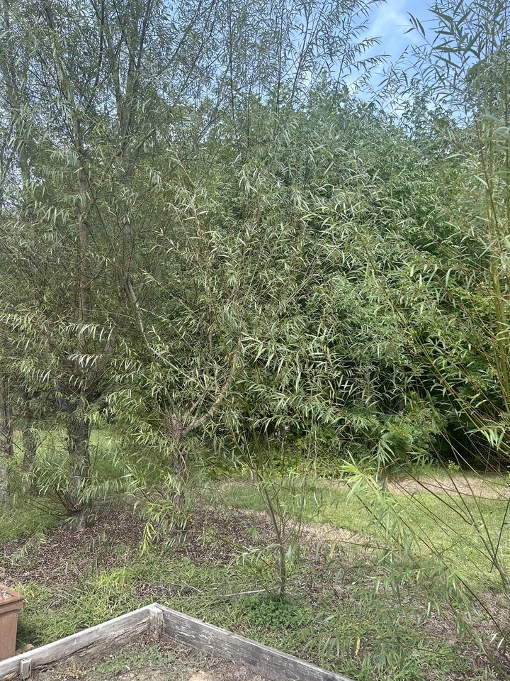 Unrooted Hybrid Willow Tree Cuttings, Salix spp., Set of 50 for Propagation and Garden Planting