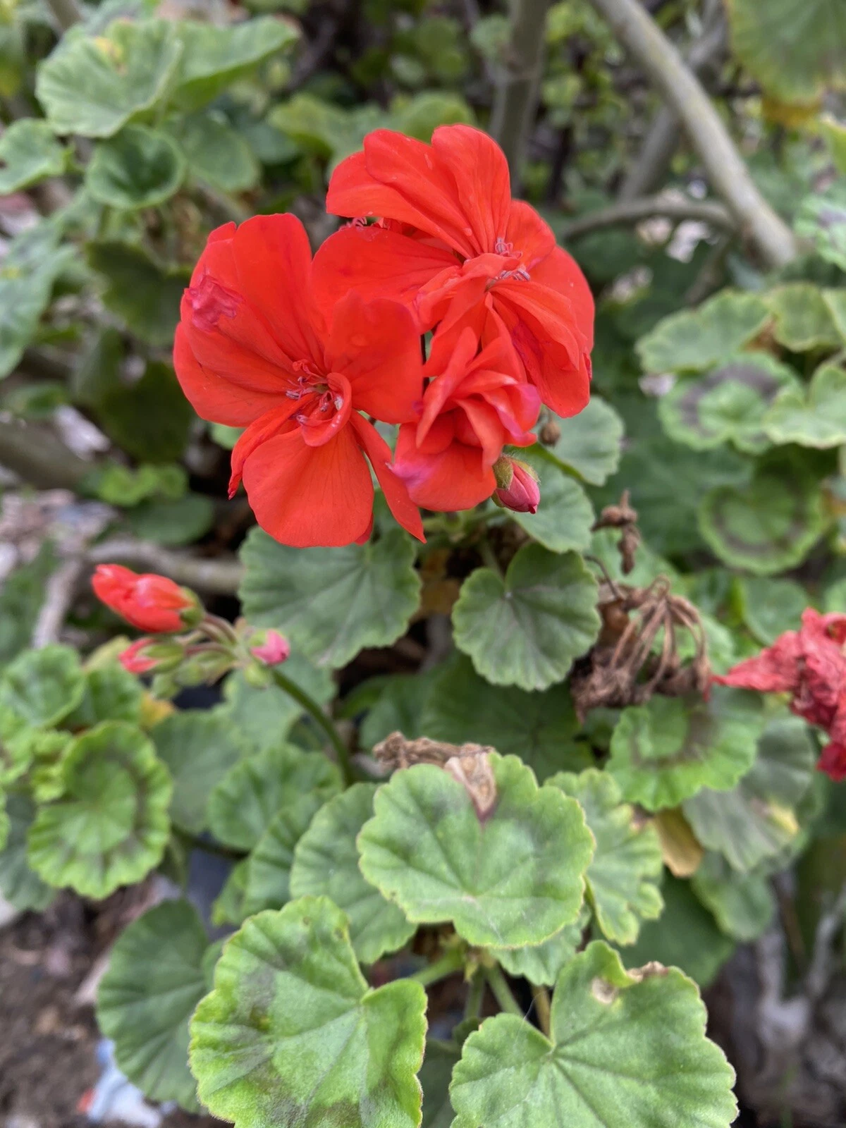 Orange Geranium Cuttings - 5 Unrooted Pelargonium Stems, Scented Flowering Variety for Pots & Garden Beds