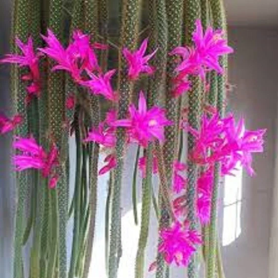 Rat Tail Cactus Cuttings 4 Pack Unrooted Trailing Aporocactus flagelliformis for Propagation