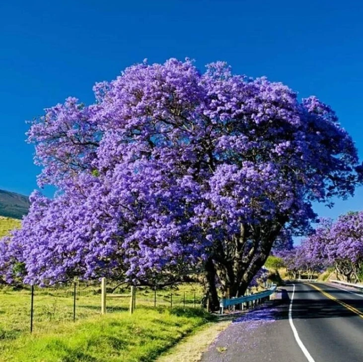 Blue Jacaranda Tree - 1 Year Old, 8–10 Inch Ornamental Flowering Tree - Jacaranda mimosifolia, Live Potted Plant