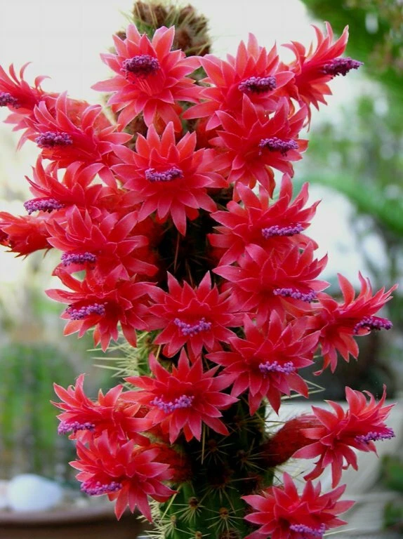 Cleistocactus samaipatanus Large Unrooted Cutting Columnar Cactus Plant for Indoor Outdoor Succulent Collection