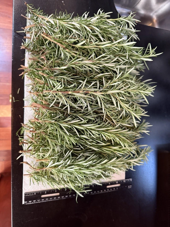 Fresh Rosemary Cuttings - 10 Organic Stems for Cooking & Planting, Rosmarinus officinalis, Herb Garden Propagation