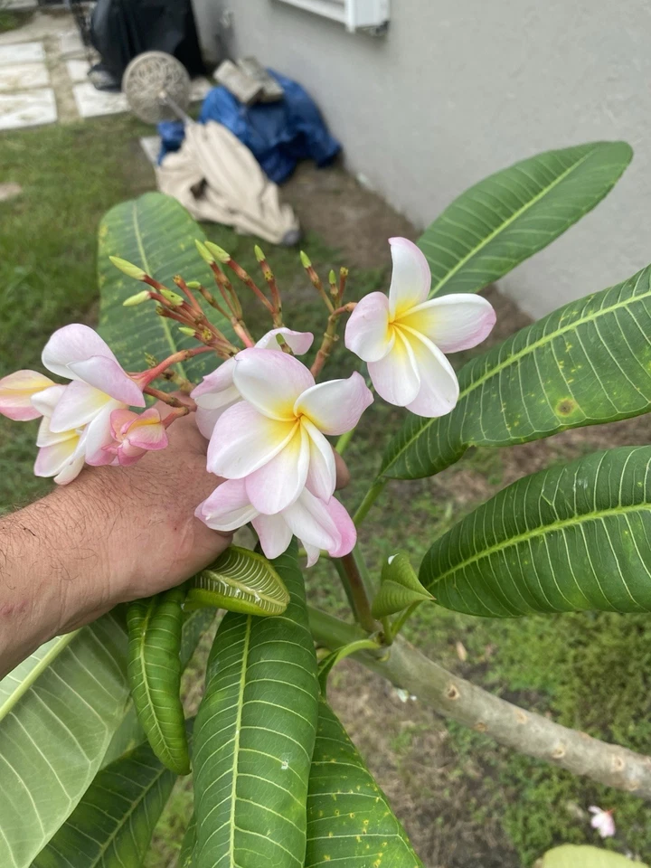 Orange Rainbow Plumeria Cuttings 6-12 Inch Unrooted Frangipani Stems for Propagation - Tropical Flowering Plant