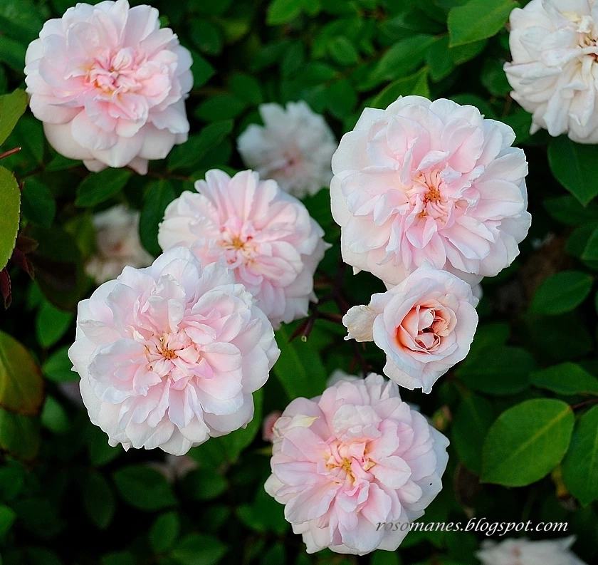 Cecile Brunner Rose Cuttings - 15 Unrooted Antique Rose Cuttings for Propagation - Rosa 'Cecile Brunner' - Soft Pink Blooms