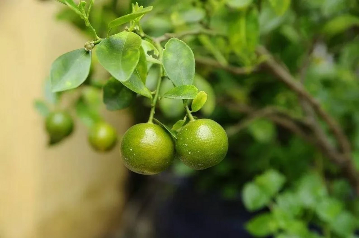 Green Kumquat Cuttings - 3 Live Rooting or Grafting Cuttings - Fortunella Citrus for Container Gardening
