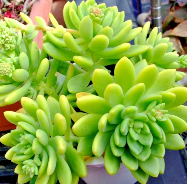 Sedum ‘Alice Evans’ Succulent Cuttings - 5 Live Stonecrop Rosettes - Hardy, Easy-Grow Succulents for Pots & Gardens