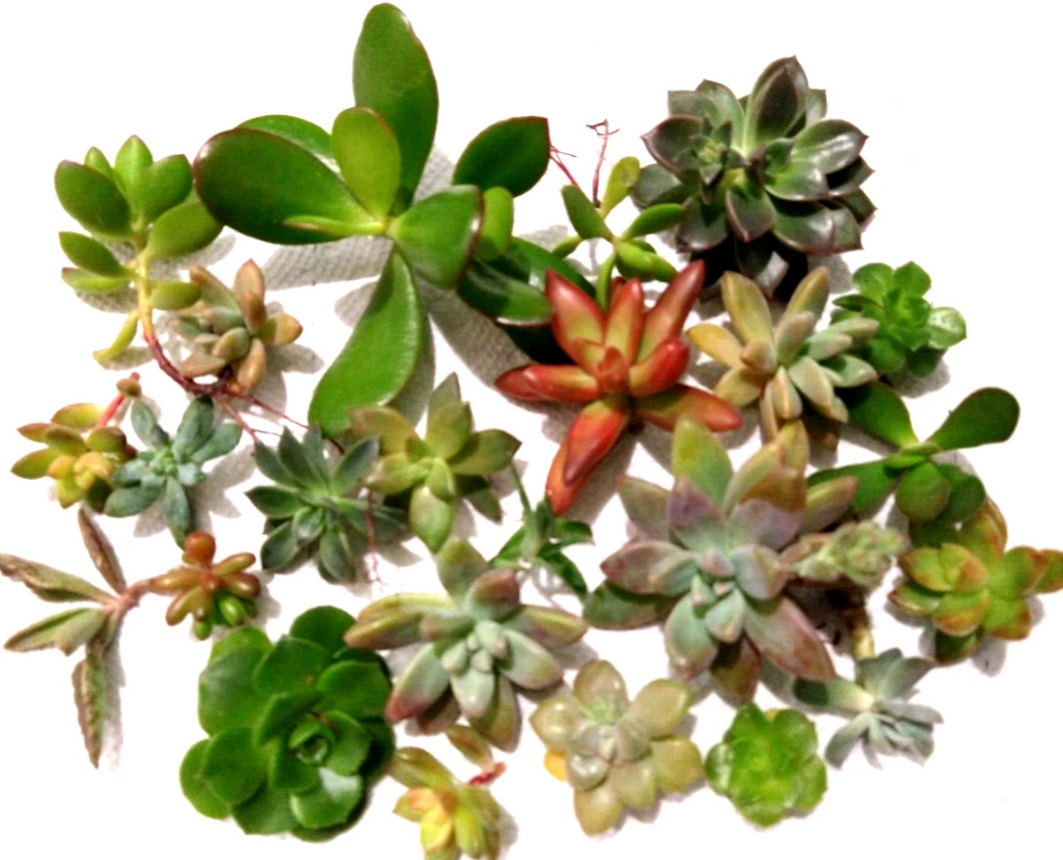 Assorted Succulent Cuttings Lot – 15 Live Unrooted Succulent Cuttings for Propagation – Various Succulent Genera