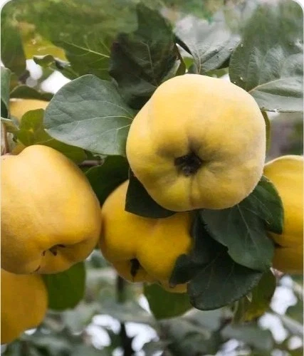 Quince Cutting 6–8 Inch Unrooted Cydonia Oblonga for Rooting or Grafting - Ideal for Home Gardens and Orchards