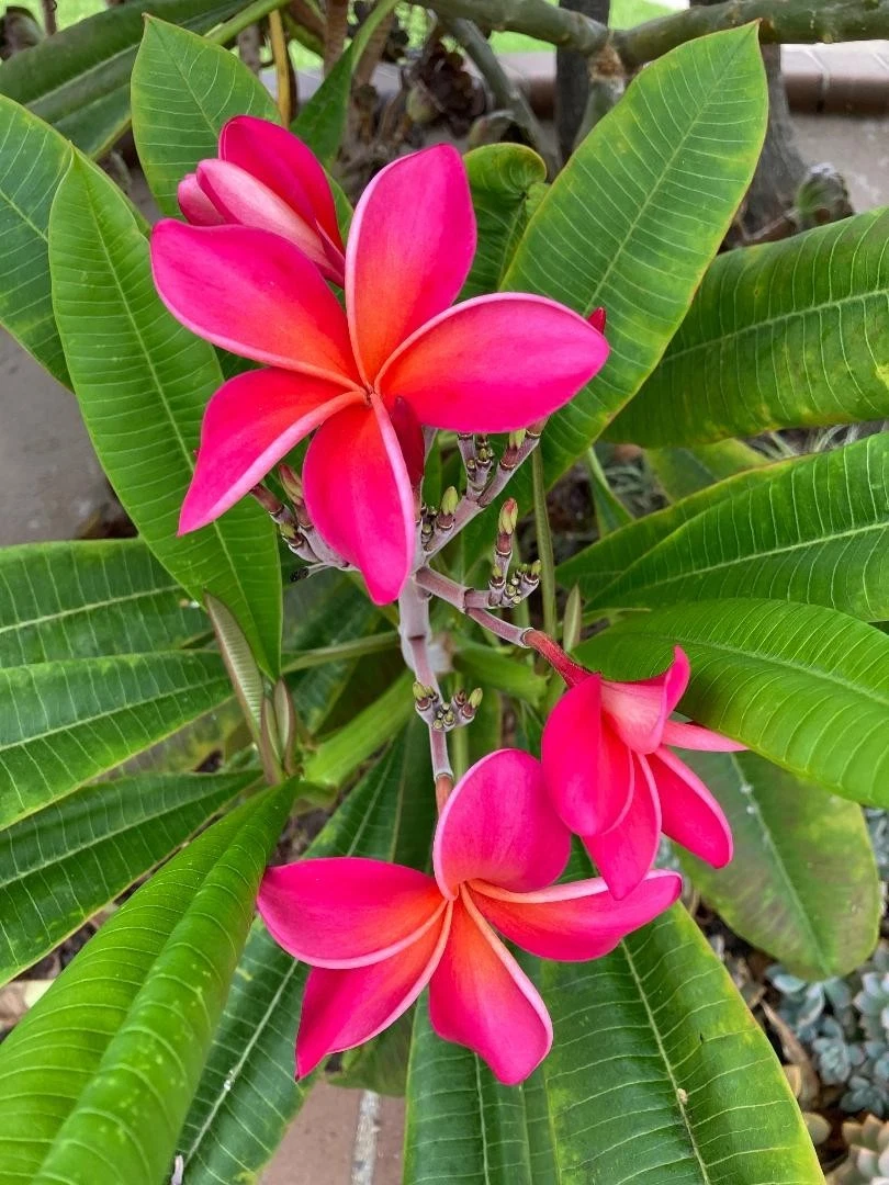 Kaneohe Sunburst Plumeria Cutting – 8–11 Inch Fresh Cutting for Rooting – Plumeria rubra (Sunburst)