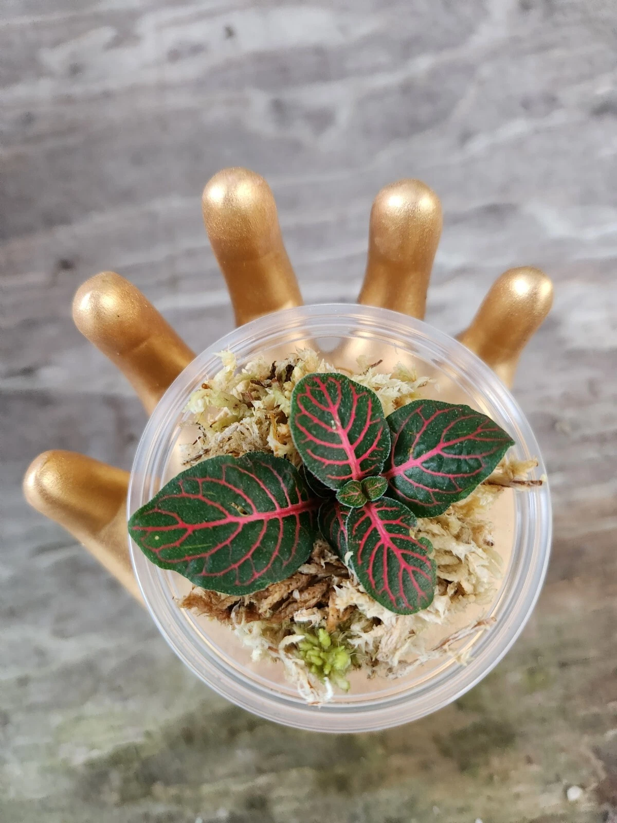 Red Fittonia Cutting in Propagation Cup - Live Nerve Plant Starter - Fittonia albivenis - Indoor Mini Garden Plant