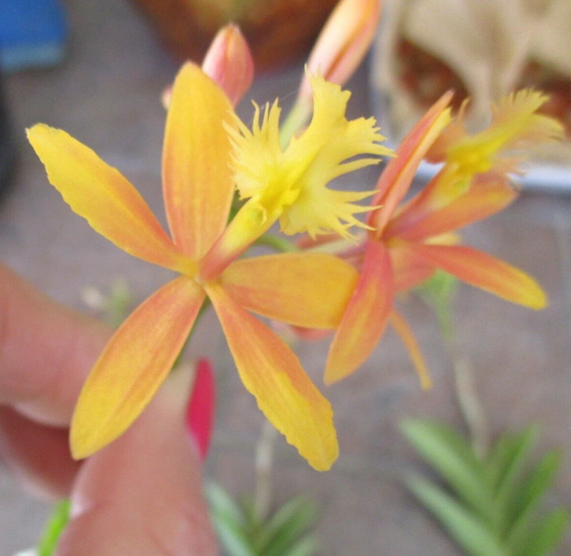 Epidendrum Orchid Cuttings – 2 Unrooted Live Cuttings Yellow with Pink Flush – Epidendrum spp. for Propagation