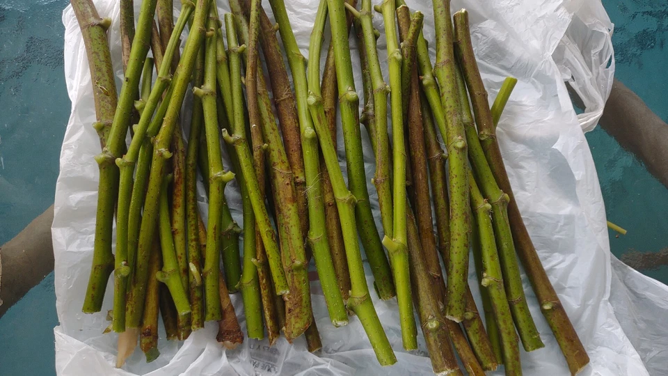 Hardy Chicago Fig Cuttings 12 Pack Unrooted Branches Ficus Carica Cold Hardy Fruit Tree