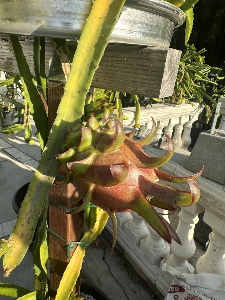 Coco Iris Dragon Fruit Cutting - 10–15" Unrooted Cactus Stem, Rare Hylocereus Variety for Exotic Fruit Cultivation