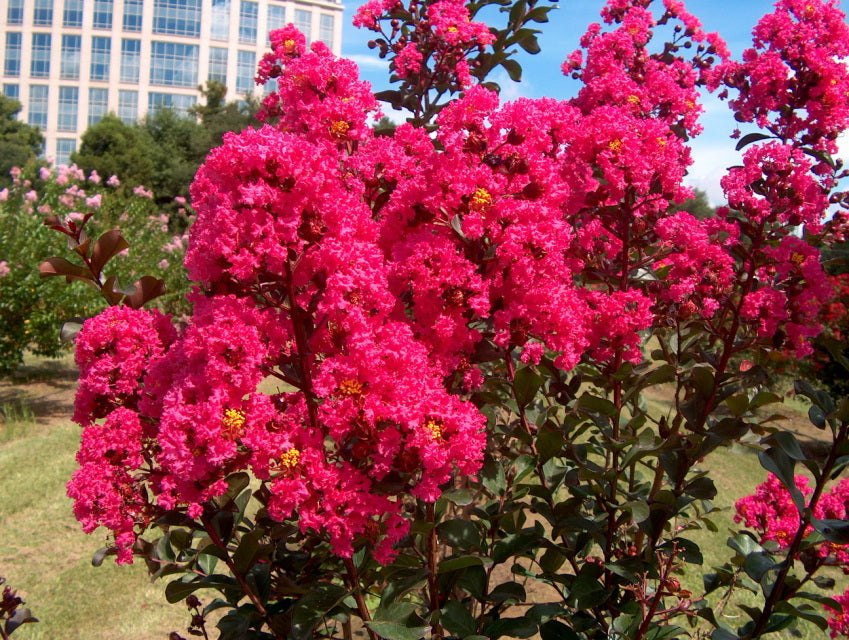 7 Dark Pink Crepe Myrtle Cuttings 6" Unrooted Lagerstroemia indica - Flowering Tree for Gardens, Hedges & Landscapes