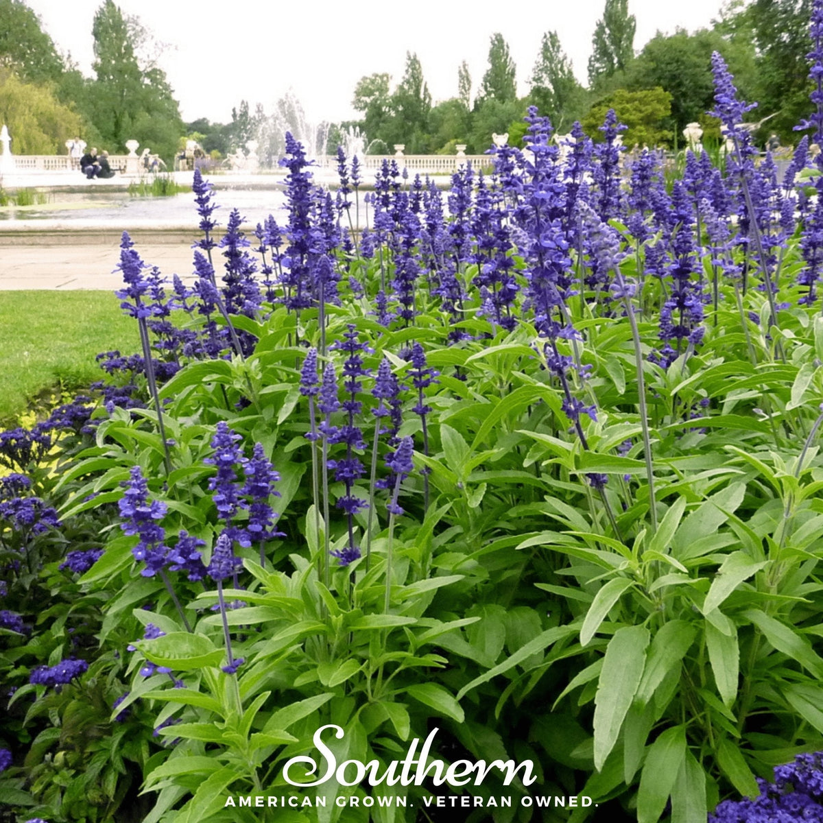 Blue Sage Seeds - 100 Count - Salvia azurea - Blue Perennial Herb for Gardens