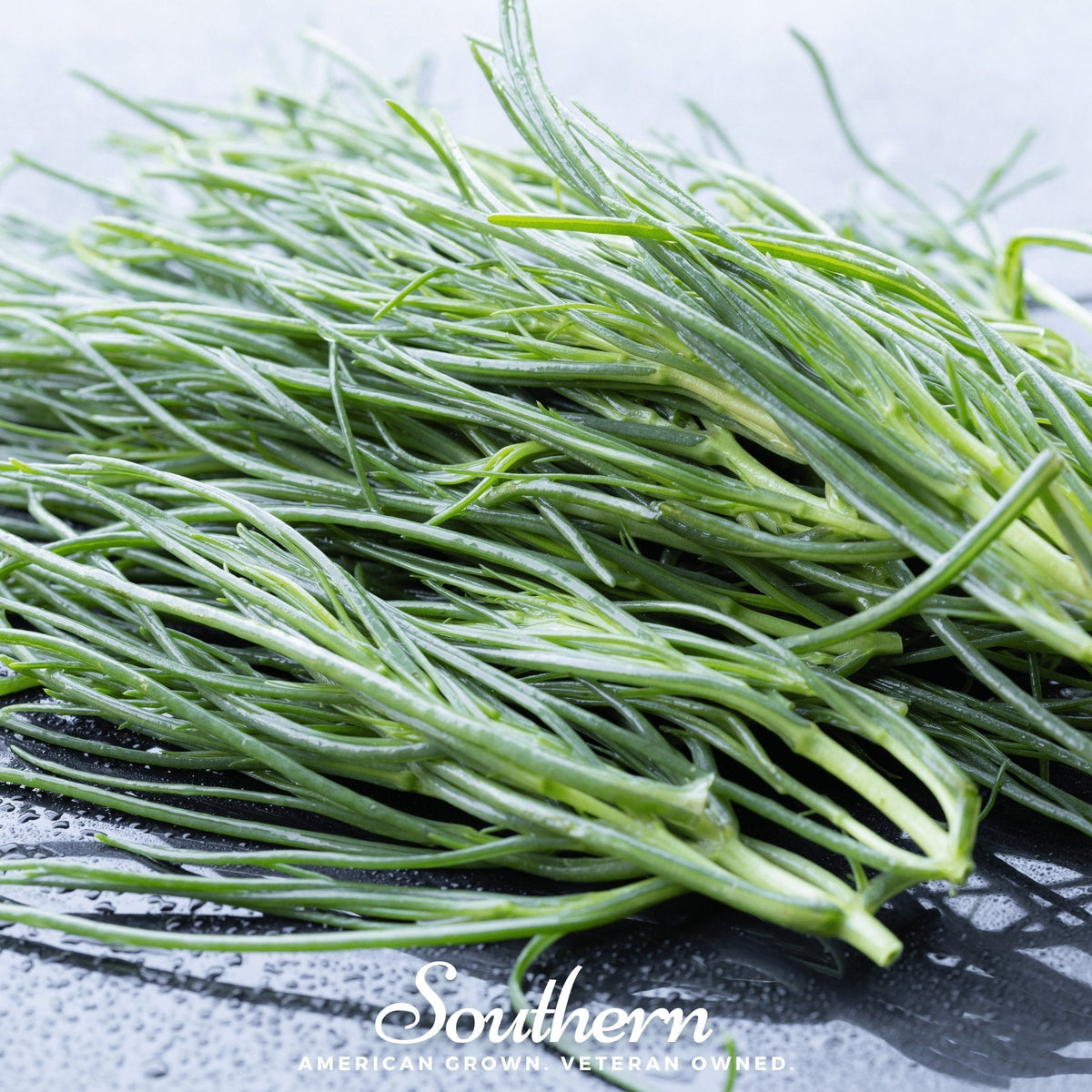 Saltwort Seeds - 50 Count - Edible Saltwort Variety - Salsola spp.