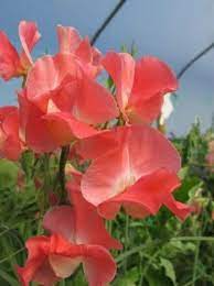 Rowallane Sweet Pea Seeds 50+ Pack - Rich Magenta-Violet Fragrant Blooms for Climbing Vines - Lathyrus odoratus